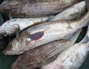 鳕鱼最新爆料图片高清,揭秘海洋美食的绝美瞬间 第1张 鳕鱼最新爆料图片高清,揭秘海洋美食的绝美瞬间 第1张