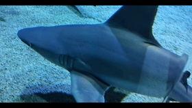 蓝色珊瑚礁在线观看,探寻海底奇观之旅  第3张